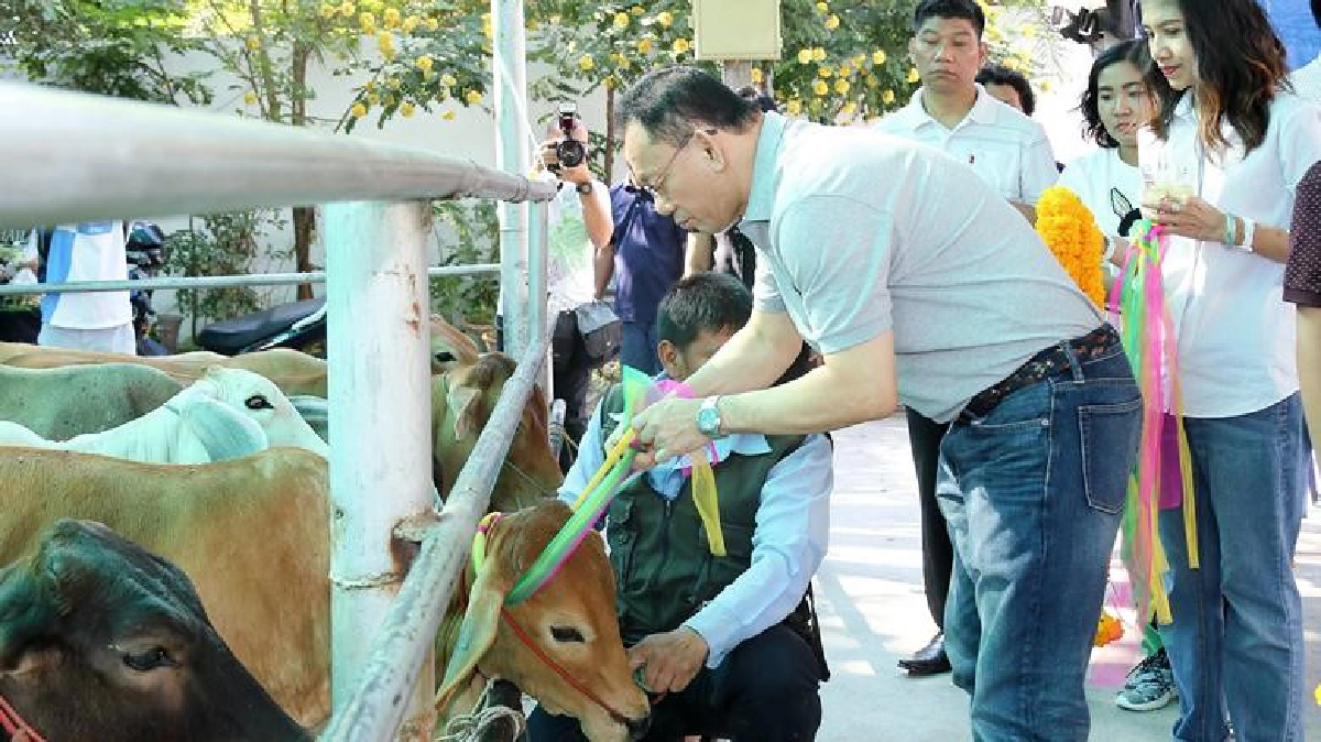 ไถ่ชีวิตโค
