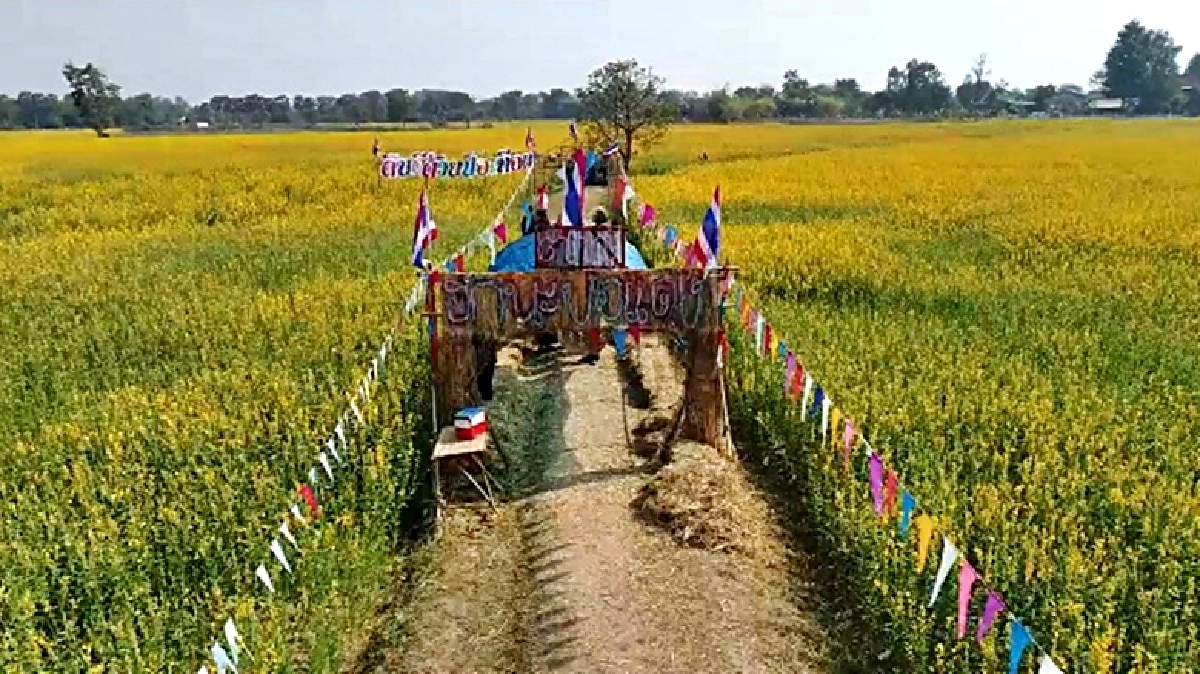 ทุ่งปอเทืองเหลืองอร่ามที่กาฬสินธุ์
