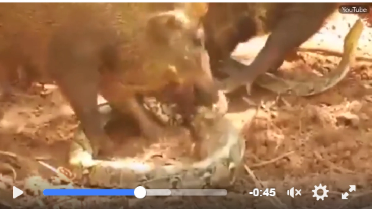 แม่หมูป่า!! รุมขย้ำงูหลาม!!