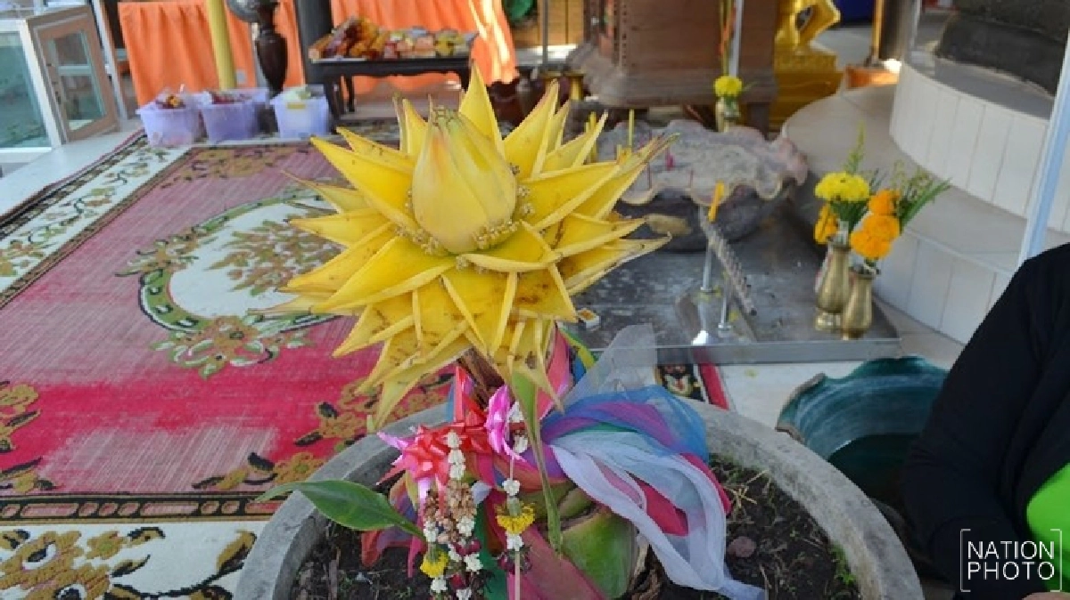 กล้วยประหลาดออกปลีสีทอง!