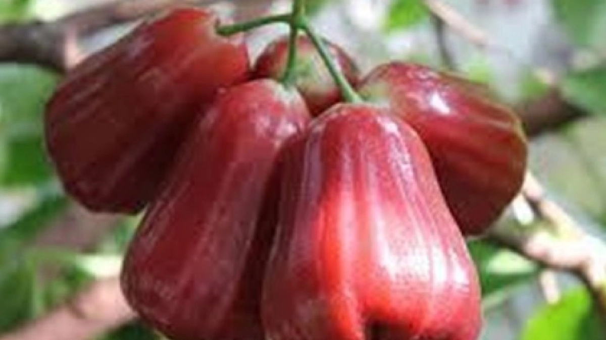 ปลูกชมพู่"ทับทิมจันท์"6ไร่รับเงินล้าน!