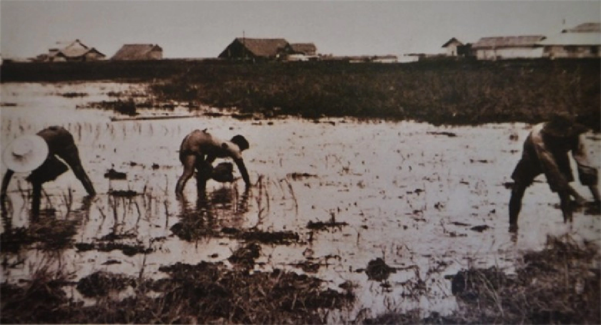 ชาวนาไทยยุคการค้าข้าวรุ่งเรือง!