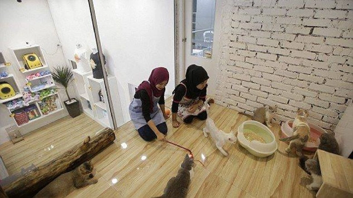 โรงแรมหรูห้าดาวสำหรับเหมียวขนฟู !! โรงแรมหรูห้าดาวสำหรับเหมียวขนฟู !!