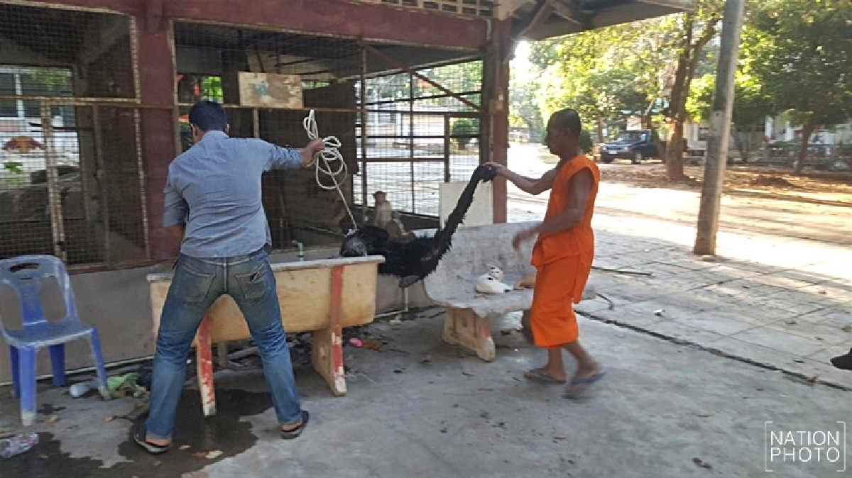 หมีขอกัดพระบาดเจ็บ! หมีขอกัดพระบาดเจ็บ!