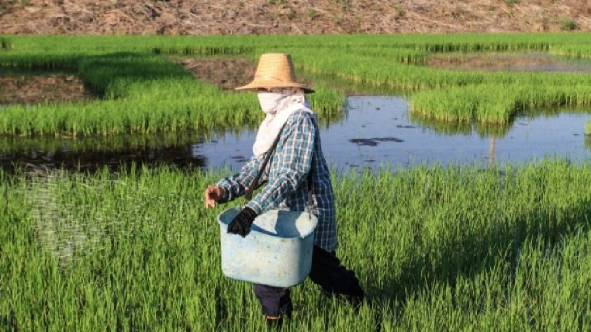 รัฐเชิญชวนชาวนาขึ้นทะเบียนการปลูกข้าวนาปรัง ปี  60