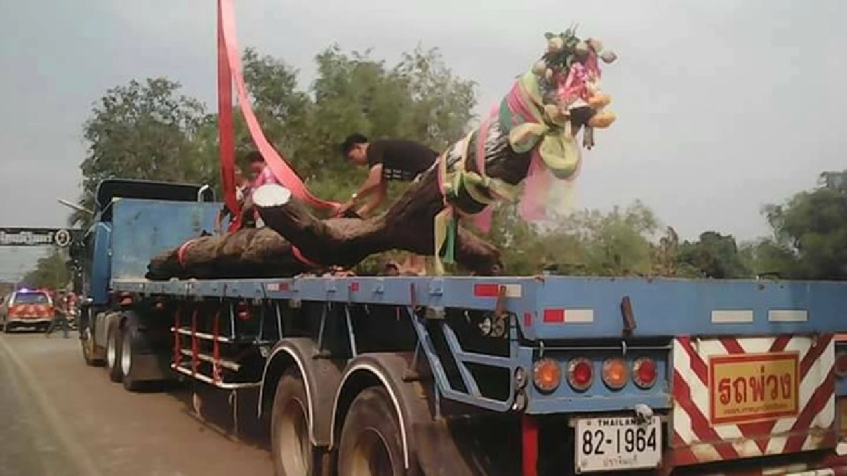 แห่ดูพิธีอัญเชิญตะเคียน อายุ 100 ปี 