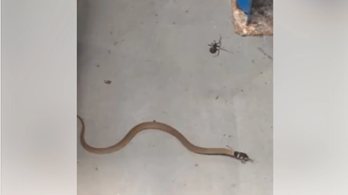 งูพิษสู้กับแมงมุมพิษ...ใครจะอยู่ใครจะไป!!??