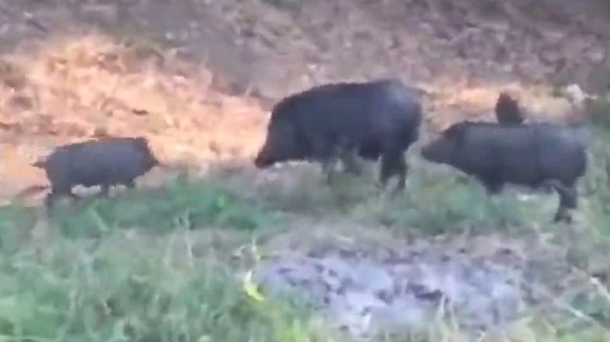 กรุงเก่าระดมจนท.จับหมูป่า300ตัวแจกชาวบ้าน กรุงเก่าระดมจนท.จับหมูป่า300ตัวแจกชาวบ้าน