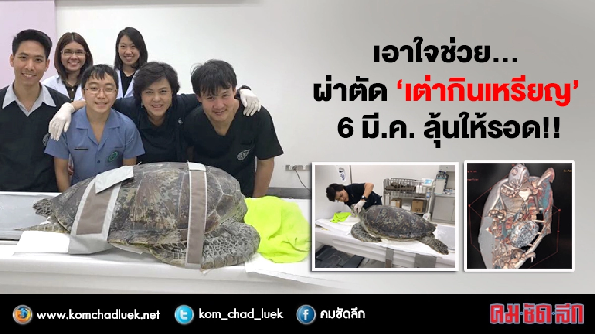 เอาใจช่วย... ผ่าตัด"เต่ากินเหรียญ" 6 มี.ค. 