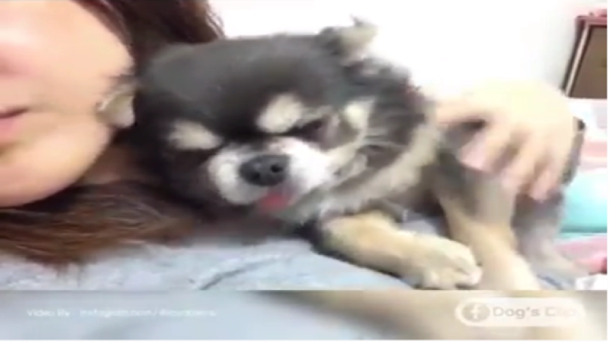 น้องหมา"ขี้อ้อน"ม๊ากกกกกก... (ชมคลิป) น้องหมา"ขี้อ้อน"ม๊ากกกกกก... (ชมคลิป)