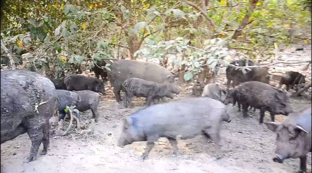ชาวกรุงเก่า ร้องฝูงหมูป่ากว่า 300 ตัวบุกอาละวาด 