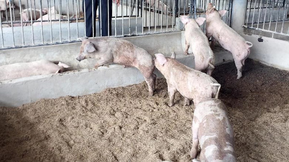 ฟาร์มหมูปลอดสาร..สกัดมหันตภัย “ยีนดื้อยา” ฟาร์มหมูปลอดสาร..สกัดมหันตภัย “ยีนดื้อยา”
