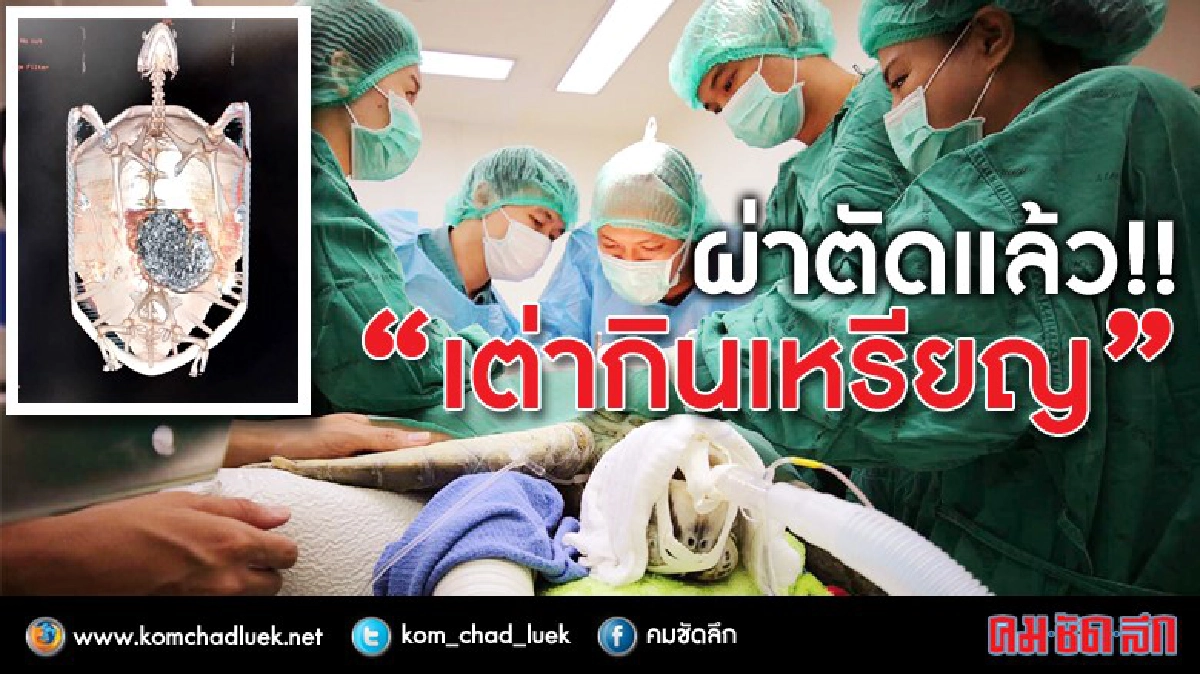 สู้ๆ นะ "เจ้าออมสิน " เต่ากินเหรียญ (ภาพชุด) สู้ๆ นะ "เจ้าออมสิน " เต่ากินเหรียญ (ภาพชุด)