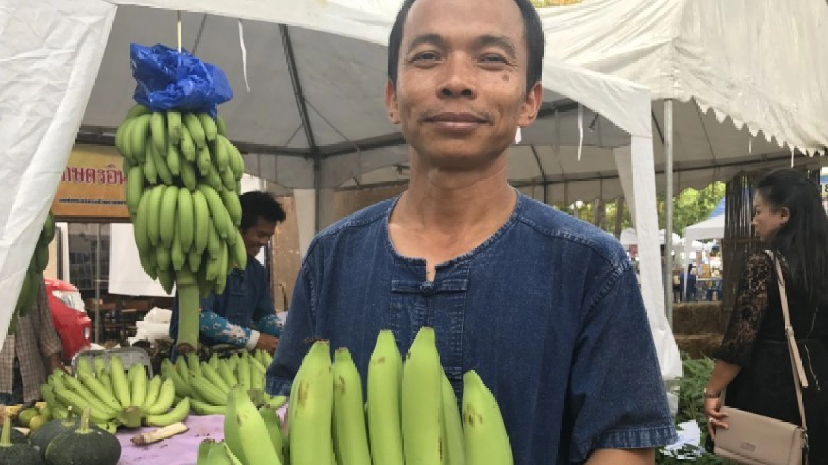 ผันตัวเองเป็นเกษตรกรวันหยุดปลูกกล้วยหอม