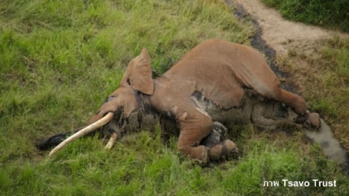 เศร้าที่สุด ช้างงาใหญ่หายากในเคนยาถูกฆ่า!! 