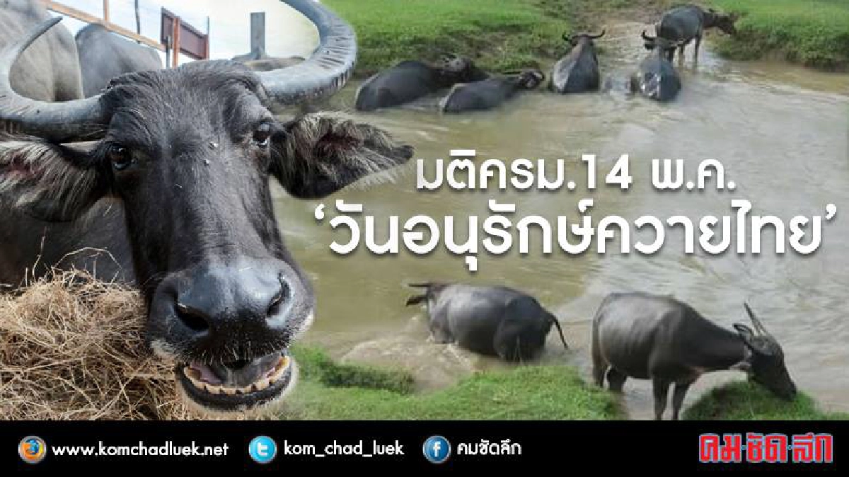 มติครม.14 พ.ค."วันอนุรักษ์ควายไทย" มติครม.14 พ.ค."วันอนุรักษ์ควายไทย"