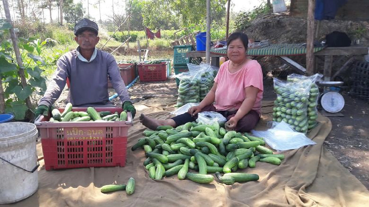 ปลูกแตงกวา2เดือนได้เงินไร่ละ50,000บาท