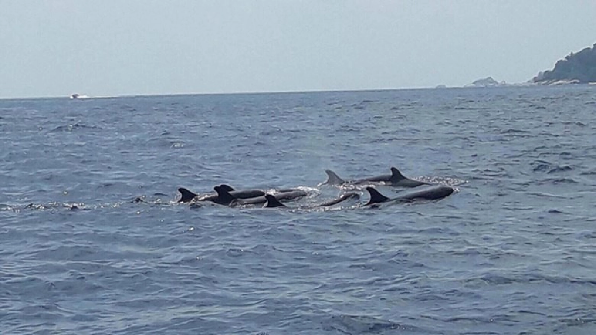 พบฝูงวาฬเพชรฆาต”โผล่เล่นน้ำหมู่เกาะสิมิลันกว่า30ตัว(ชมคลิป)