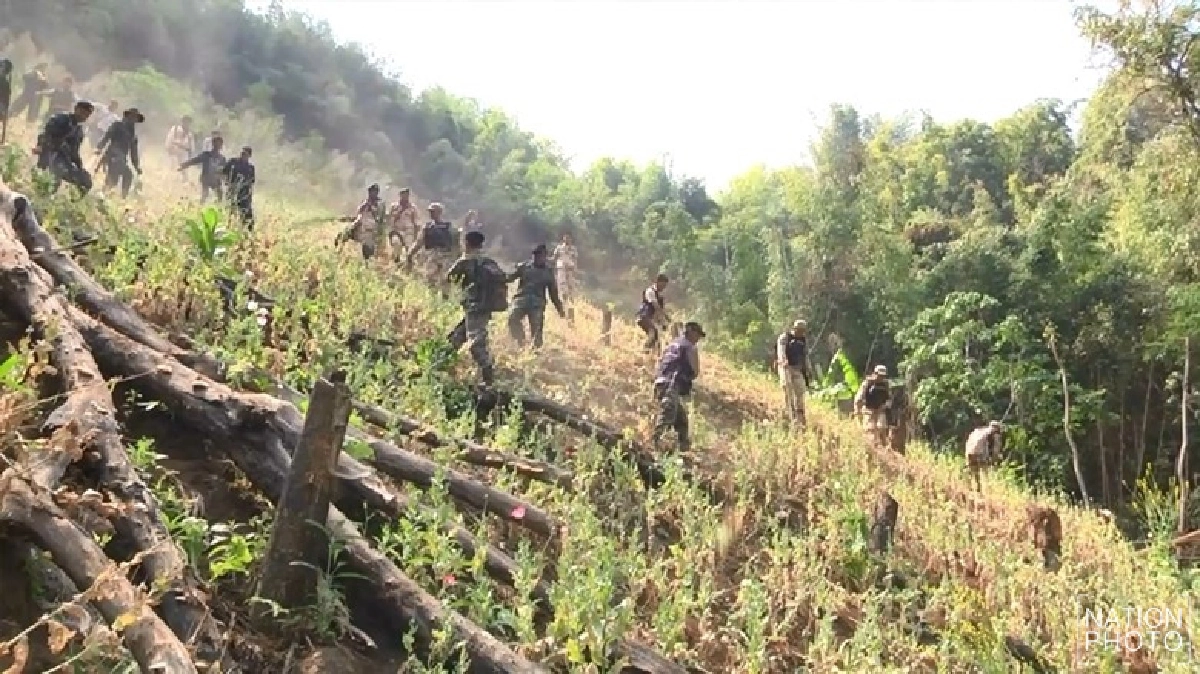 ลุยตัดฝิ่น 3 ไร่รอยต่อเชียงราย-เชียงใหม่ ลุยตัดฝิ่น 3 ไร่รอยต่อเชียงราย-เชียงใหม่