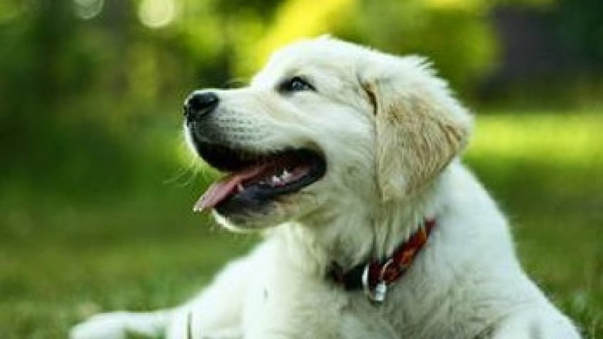 เลือกหมามาเลี้ยงเพิ่ม เลือกหมามาเลี้ยงเพิ่ม