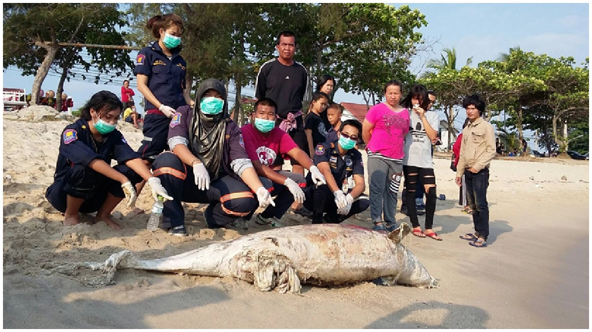 พบซากโลมาปากขวดเกยหาด พบซากโลมาปากขวดเกยหาด