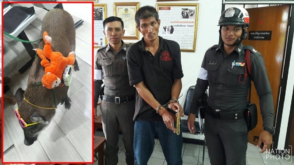 อดีตนักมวยตกอับวิ่งราวสร้อยหมูป่า อดีตนักมวยตกอับวิ่งราวสร้อยหมูป่า