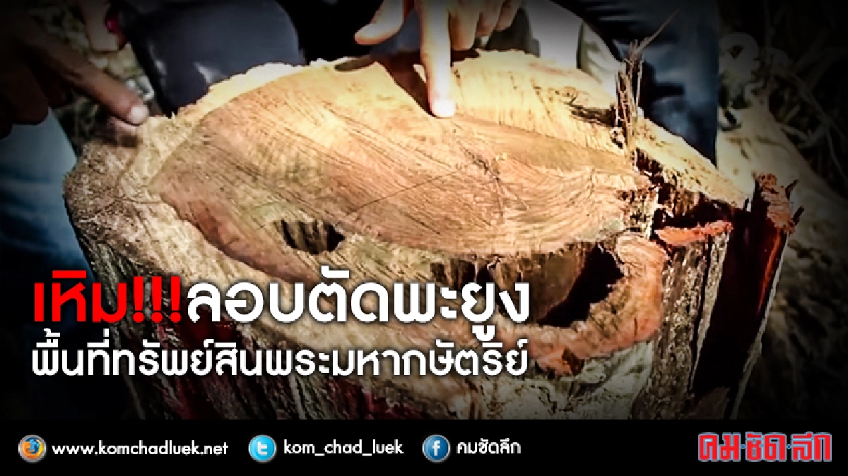 แก๋งมอดไม้เหิมลอบตัดพะยูงในที่ดินทรัพย์สินพระมหากษัตริย์ แก๋งมอดไม้เหิมลอบตัดพะยูงในที่ดินทรัพย์สินพระมหากษัตริย์
