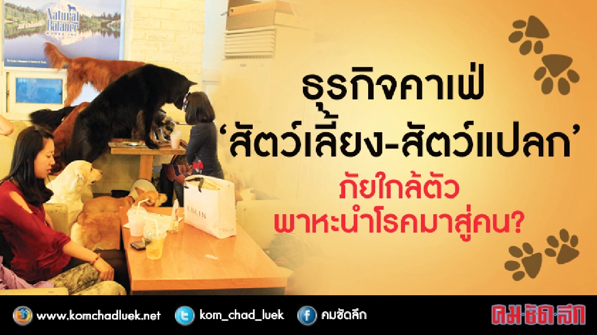 ธุรกิจคาเฟ่“สัตว์เลี้ยง-สัตว์แปลก” ภัยพาหะนำโรคมาสู่คน? ธุรกิจคาเฟ่“สัตว์เลี้ยง-สัตว์แปลก” ภัยพาหะนำโรคมาสู่คน?