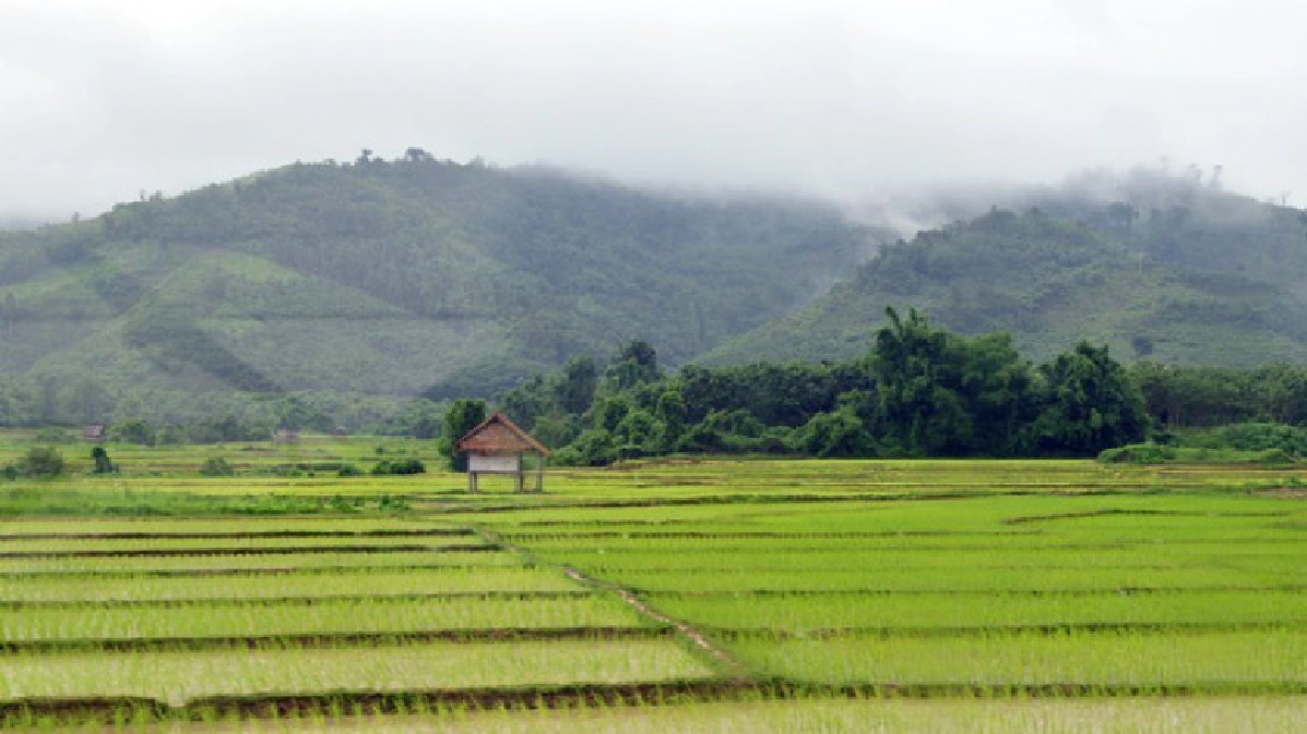 สปป.ลาว หนุนชาวนาปลูกข้าวพันธุ์ดีปลอดสารพิษส่งออกขายทั่วโลก สปป.ลาว หนุนชาวนาปลูกข้าวพันธุ์ดีปลอดสารพิษส่งออกขายทั่วโลก