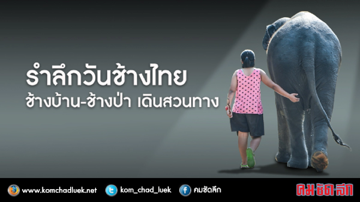 ดราม่าวันช้างไทย "ช้างบ้าน-ช้างป่า" เดินสวนทาง ดราม่าวันช้างไทย "ช้างบ้าน-ช้างป่า" เดินสวนทาง