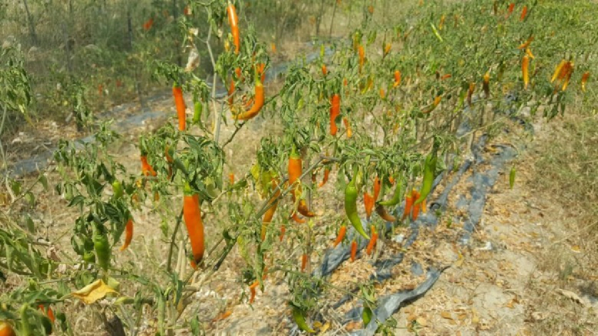 เกษตรกรพิจิตรปลูกพริกใช้น้ำน้อยสร้างรายได้วันละ 300-400บาท เกษตรกรพิจิตรปลูกพริกใช้น้ำน้อยสร้างรายได้วันละ 300-400บาท