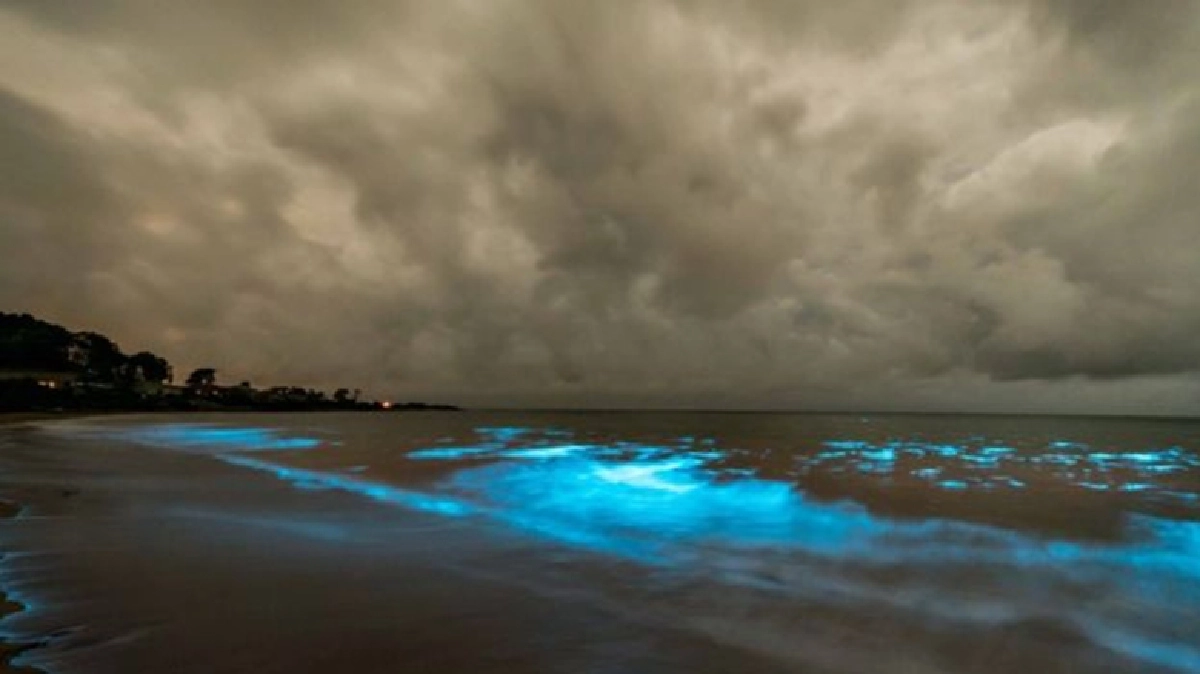 'ซีสปาร์เกิล' ปรากฏการณ์ทะเลเรืองแสง (ชมคลิป) 'ซีสปาร์เกิล' ปรากฏการณ์ทะเลเรืองแสง (ชมคลิป)