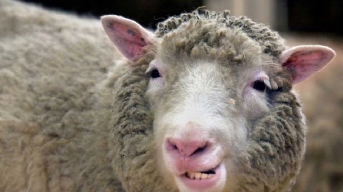 ฉลองครบรอบ 20 ปีกับความสำเร็จการโคลนนิ่ง“แกะดอลลี่” 