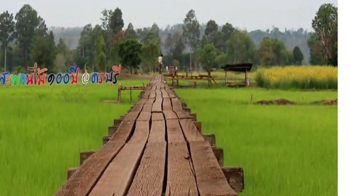 ไปดูสะพานไม้ร้อยปีกลางทุ่ง-ปอเทือง