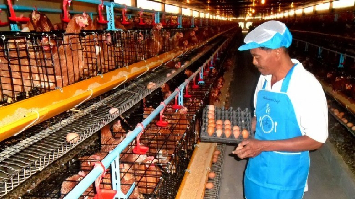 บริโภคไข่ไก่ ต่อลมหายใจเกษตรกร