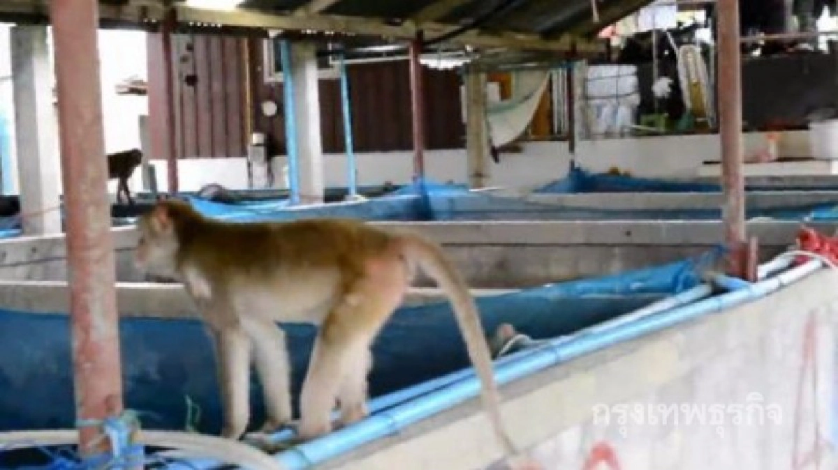 ฝูงลิงแสมกว่า 300 ตัวบุกบ้านเรือนชาวบ้านมุกดาหาร 