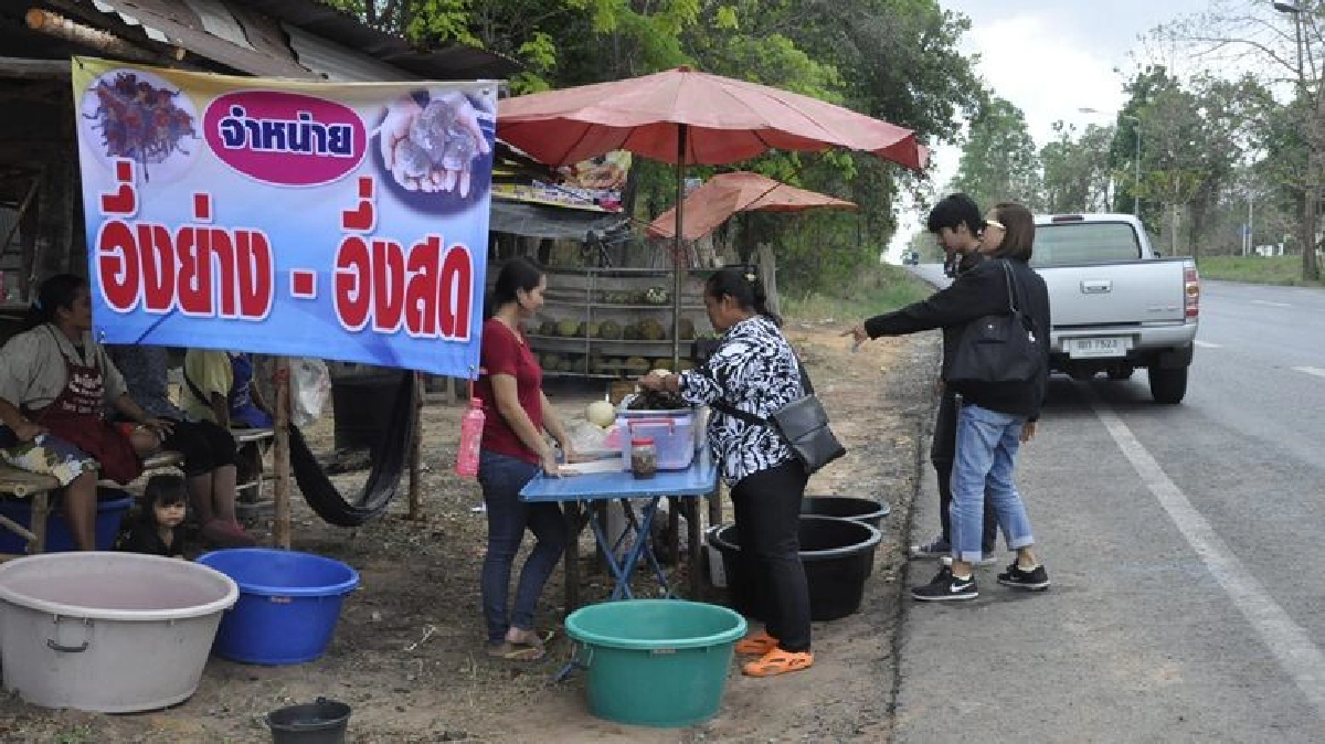เมนู”อึ่งอ่างสร้างรายได้วันละไม่ต่ำกว่า1หมื่นบาท
