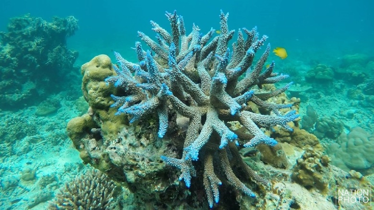 ปะการังหมู่เกาะสุรินทร์ฟื้นตัวกว่า 40%