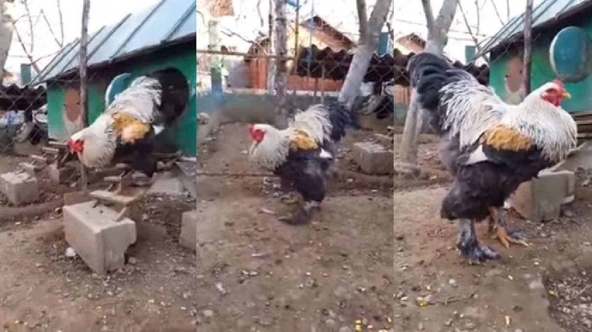 ตะลึง !! ราชันย์แห่งไก่ทั้งปวง ตะลึง !! ราชันย์แห่งไก่ทั้งปวง