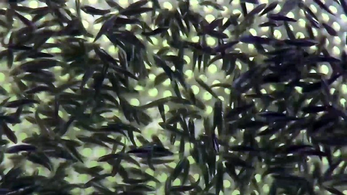 มาเลย์กว้านซื้อลูกปลากะพงขาวไทยเลี้ยงบ่อดินส่งตีตลาดในปท.