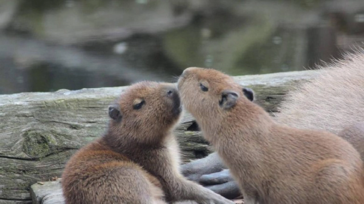   ‘หนูน้ำ’ สัตว์สังคมจอมป่วนแห่งเมืองโตรอนโต