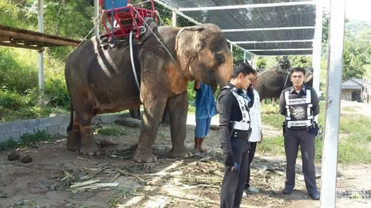 เอาช้างกูคืนมา !! หาย 14 ปีตามเจอ