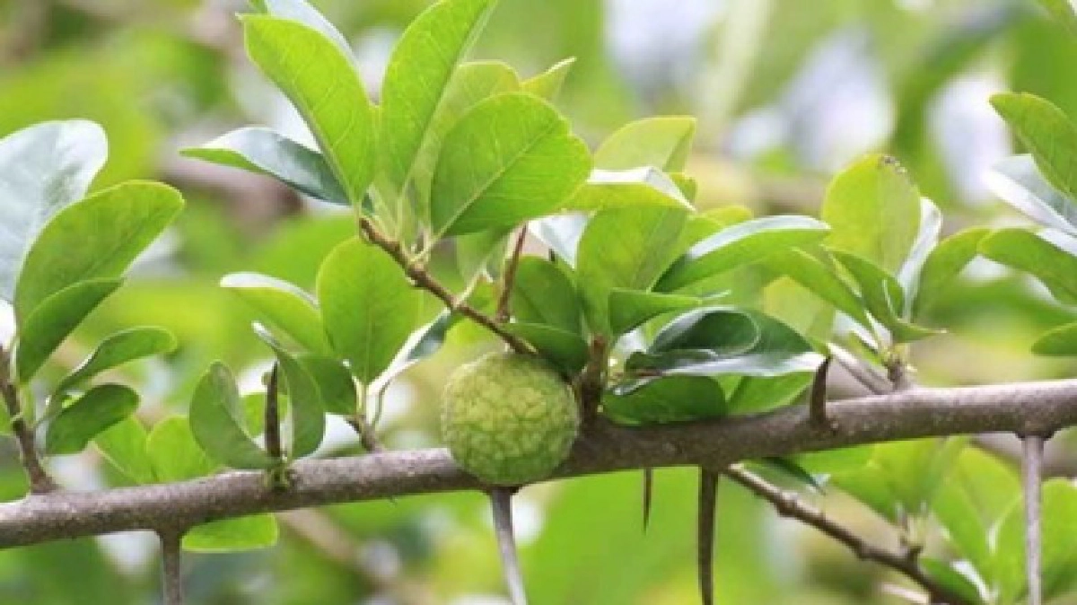 "แกแล" แก้ไข้รากสาด "แกแล" แก้ไข้รากสาด