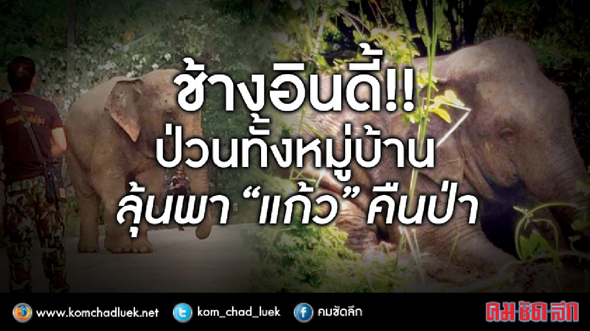 ช้างอินดี้!! ป่วนทั้งหมู่บ้าน ลุ้นพา "แก้ว" คืนป่า