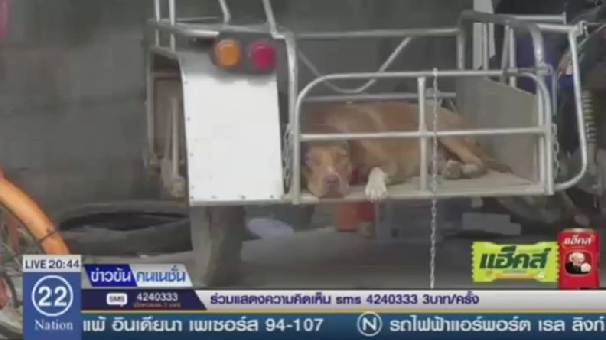 สลด !! พิตบูลขย้ำยายวัย 83 ดับ