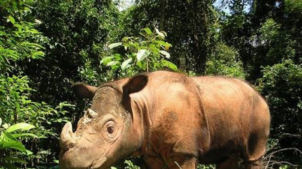  สัตว์แคระ“แรดสุมาตรา” สายพันธุ์เดียวในเอเชีย