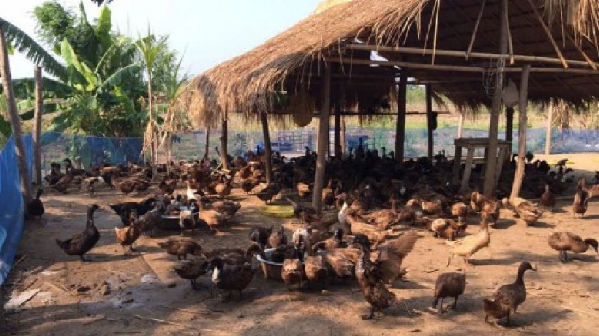 เจาะวิถีตลาดเป็ดไข่ เมืองพิจิตร ? เจาะวิถีตลาดเป็ดไข่ เมืองพิจิตร ?