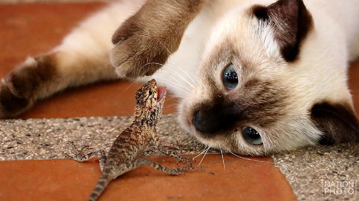 “แมวขี้เล่น” กับ “กิ้งก่าขี้โมโห” “แมวขี้เล่น” กับ “กิ้งก่าขี้โมโห”