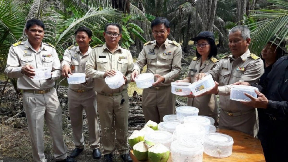 ตรวจเช็คปัญหาหนอนหัวดำมะพร้าวบุกบ้านแพ้ว