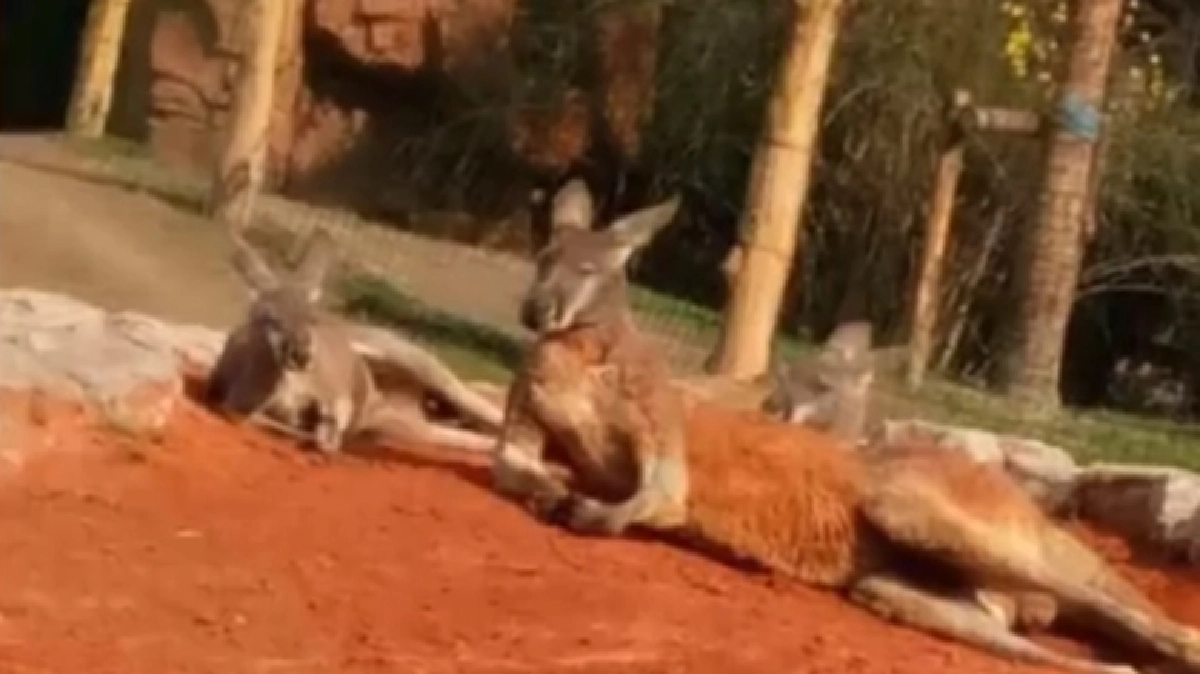 โซเชียลรุมจวกชายปาหินใส่'จิงโจ้' (ชมคลิป) โซเชียลรุมจวกชายปาหินใส่'จิงโจ้' (ชมคลิป)